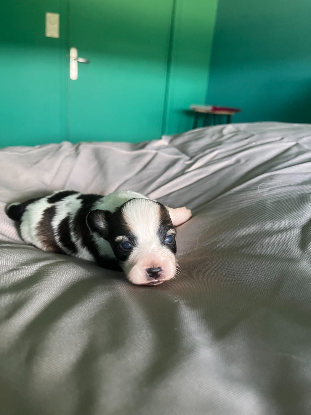 Chiot N°3