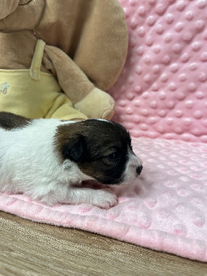 Les chiots de Epagneul nain Continental (Papillon)