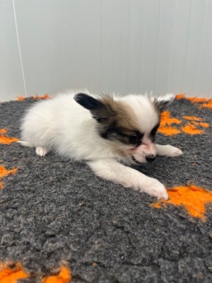 Les chiots de Epagneul nain Continental (Papillon)