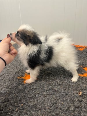 Les chiots de Epagneul nain Continental (Papillon)