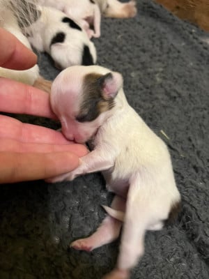 Les chiots de Epagneul nain Continental (Papillon)