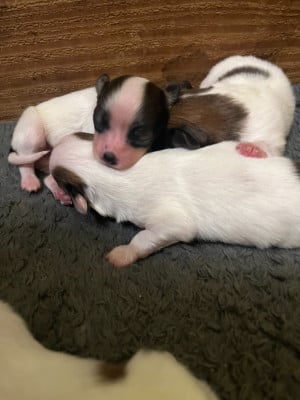 Les chiots de Epagneul nain Continental (Papillon)