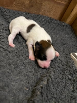 Les chiots de Epagneul nain Continental (Papillon)