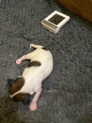 Les chiots de Epagneul nain Continental (Papillon)