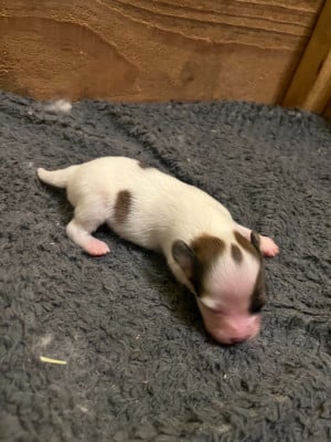 Les chiots de Epagneul nain Continental (Papillon)