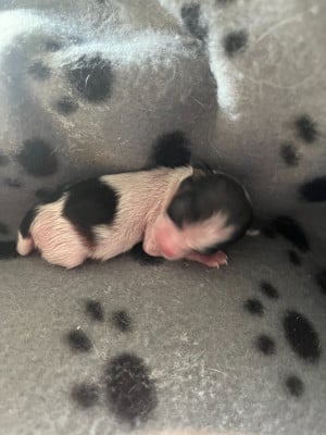 Les chiots de Epagneul nain Continental (Papillon)