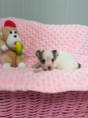Les chiots de Epagneul nain Continental (Papillon)