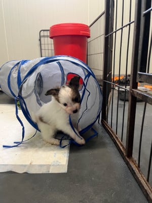 Les chiots de Epagneul nain Continental (Papillon)