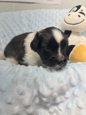 Les chiots de Epagneul nain Continental (Papillon)