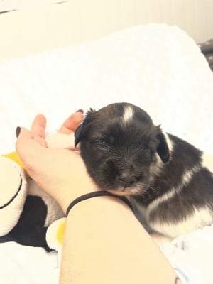 Les chiots de Epagneul nain Continental (Papillon)