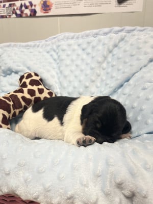 Chiot N°3 - Epagneul Breton