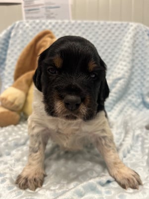 Les chiots de Epagneul Breton