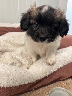 Les chiots de Epagneul nain Continental (Papillon)