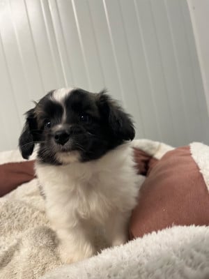 Les chiots de Epagneul nain Continental (Papillon)