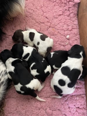 Les chiots de Epagneul Breton
