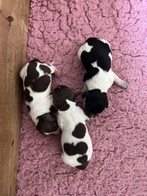 Les chiots de Epagneul Breton