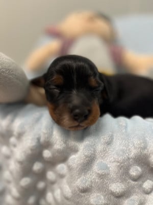 Les chiots de Epagneul Breton