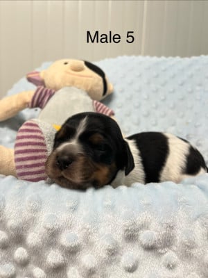Les chiots de Epagneul Breton