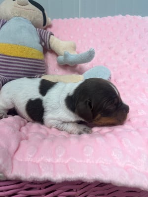 Les chiots de Epagneul Breton