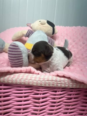 Les chiots de Epagneul Breton