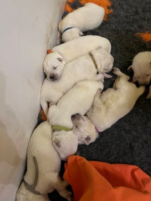 Les chiots de Berger Blanc Suisse