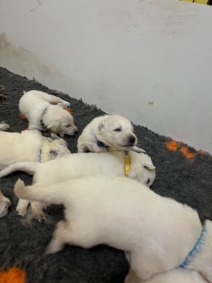 Les chiots de Berger Blanc Suisse