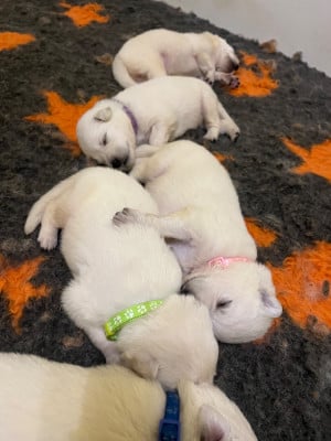 Les chiots de Berger Blanc Suisse