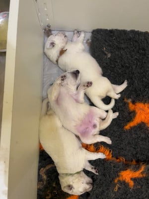 Les chiots de Berger Blanc Suisse