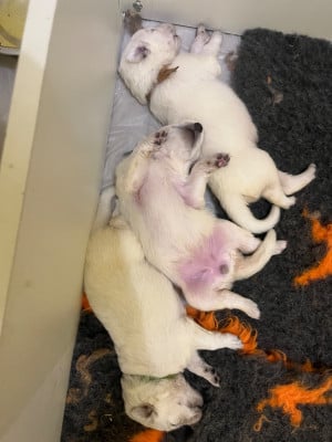 Les chiots de Berger Blanc Suisse