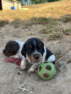 Les chiots de Epagneul Breton
