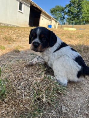 Les chiots de Epagneul Breton