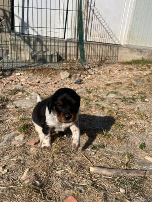 Les chiots de Epagneul Breton