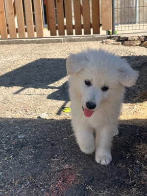 Les chiots de Berger Blanc Suisse