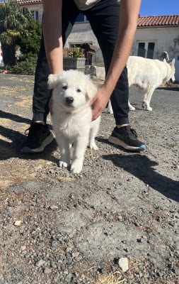 Les chiots de Berger Blanc Suisse