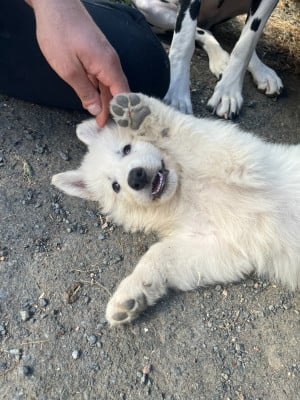 Les chiots de Berger Blanc Suisse