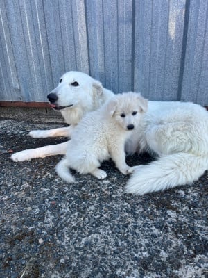 Les chiots de Berger Blanc Suisse