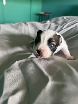 Les chiots de Epagneul nain Continental (Papillon)