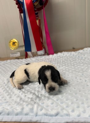 Les chiots de Epagneul Breton