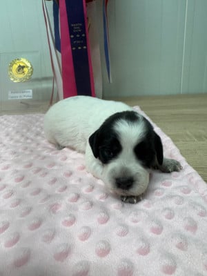 Les chiots de Epagneul Breton
