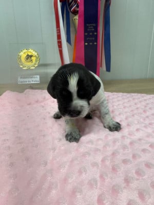 Les chiots de Epagneul Breton