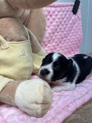 Les chiots de Epagneul nain Continental (Papillon)