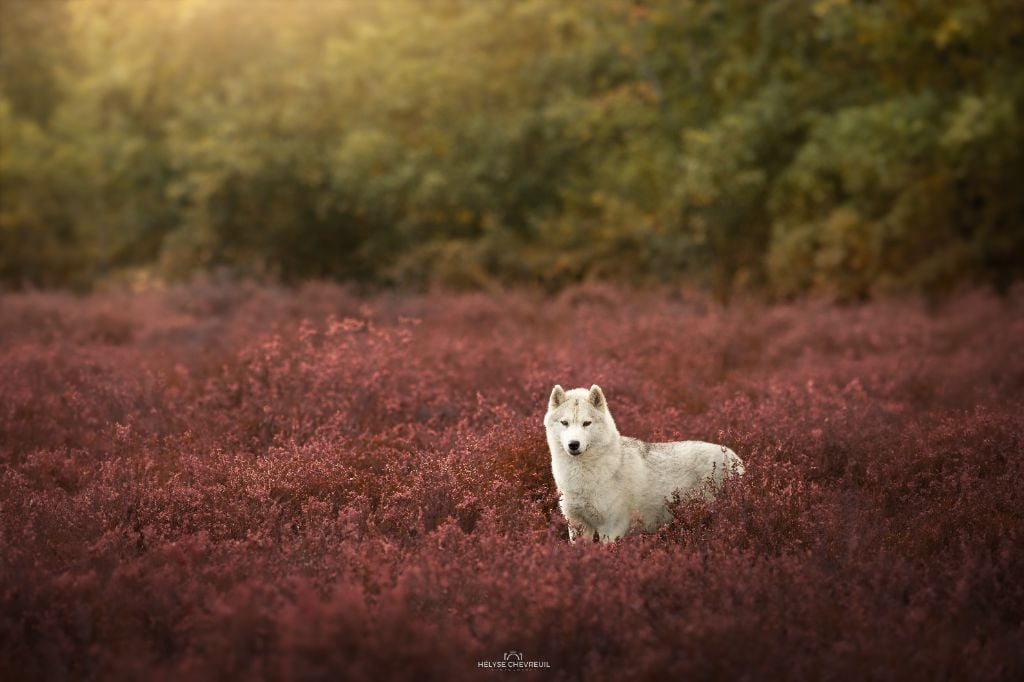 original beauty Fairy dream (dite marie)