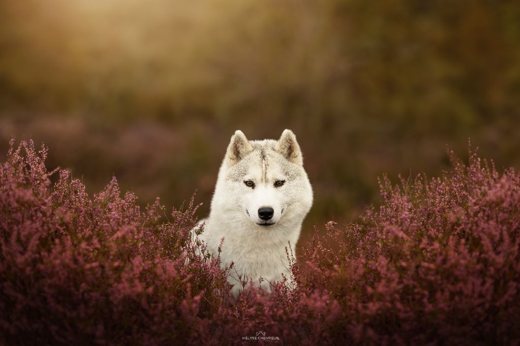 original beauty Fairy dream (dite marie)