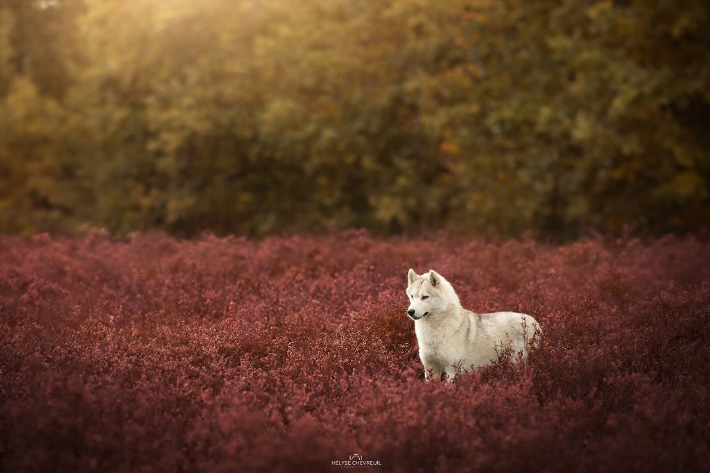 original beauty Fairy dream (dite marie)