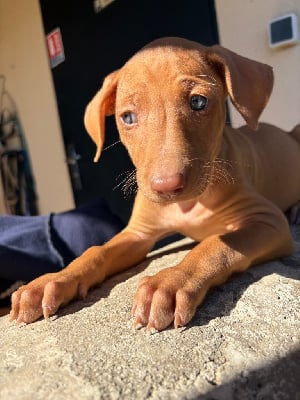 Les chiots de Chien du Pharaon