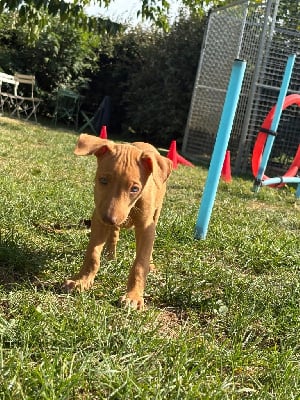 Les chiots de Chien du Pharaon