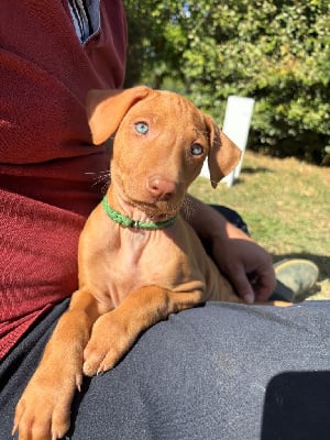 Les chiots de Chien du Pharaon