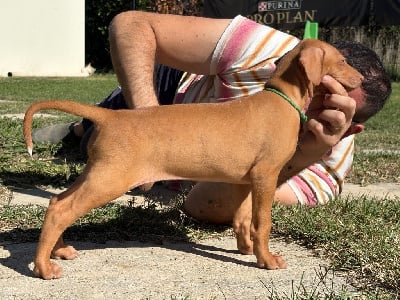 Les chiots de Chien du Pharaon