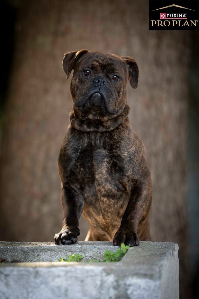 Apollon Des sources sacrees