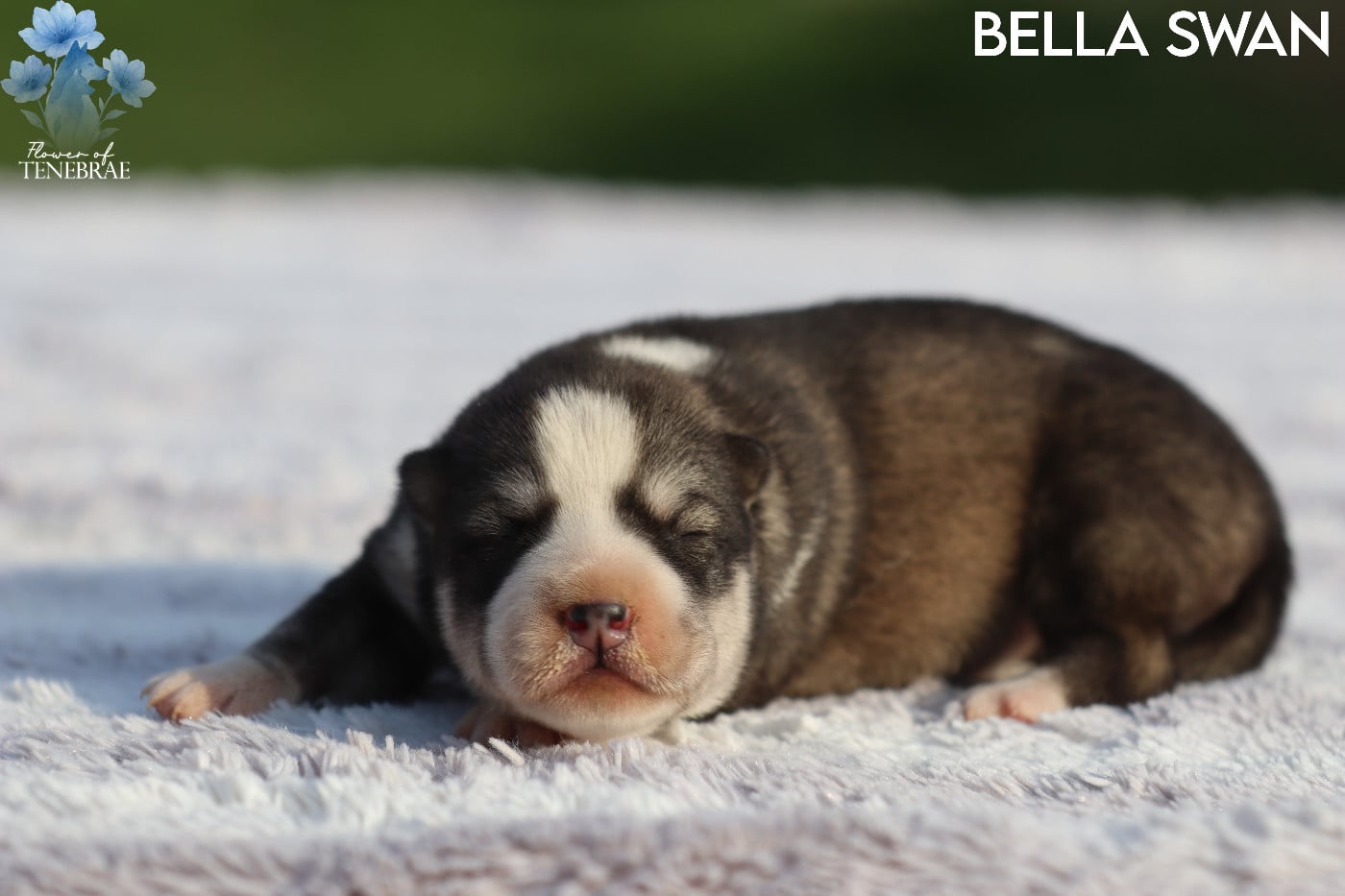 Bella Swan